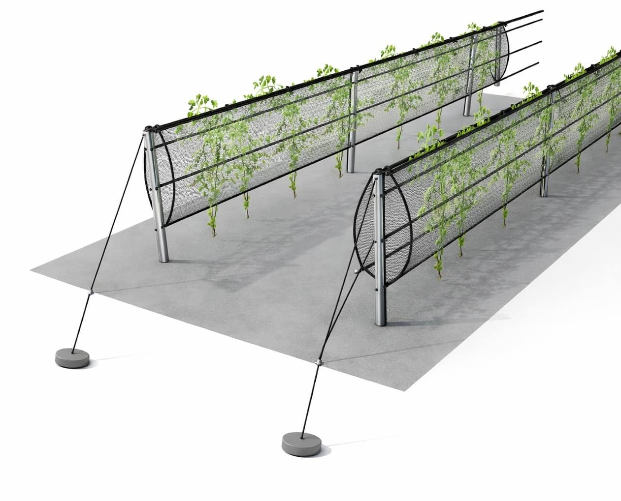 խաղողի ցանց