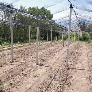 Նախաձգված բետոնե սյուն 7 x 8 - 300