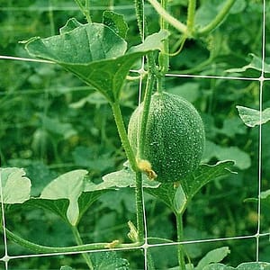 Շպալերային ցանց 150 x 170-2*500 մ