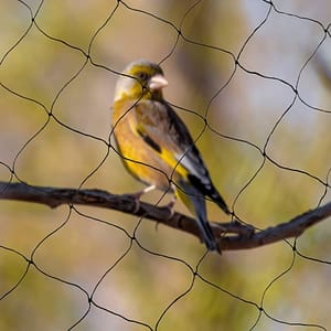 Թրչնապաշտպան ցանց 20-4*5