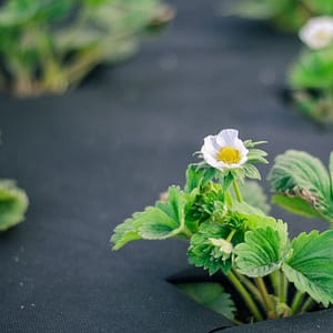 Ագրոսպան մուլչա - 60