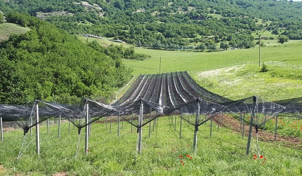 հակակարկտային