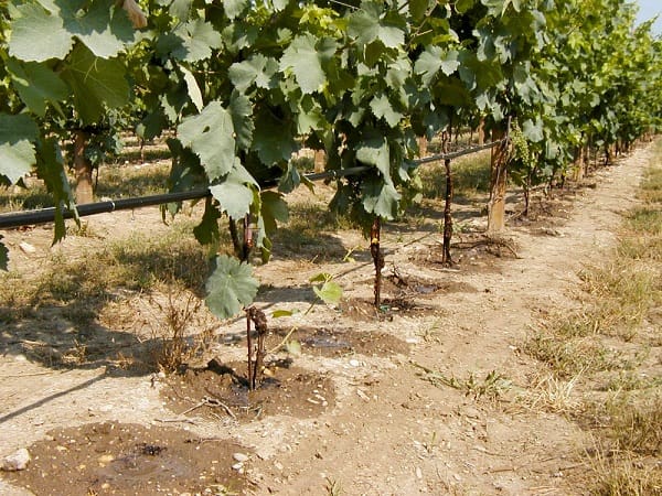 կաթիլային ոռոգում