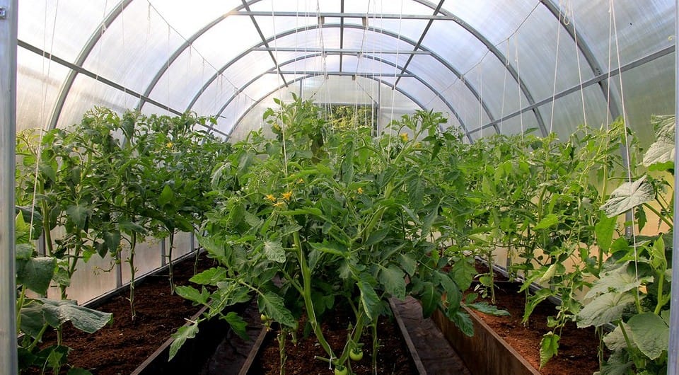 մագլցող բույսեր